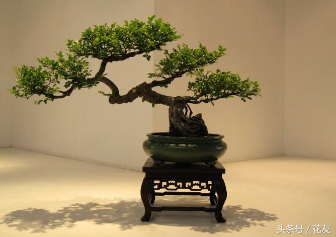 盆景艺术五大流派,扬州盆景园中国盆景五大流派之一