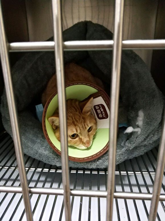 “猫瘟”其实没有想象的可怕，花四千元治愈橘猫，只因不忍放弃！