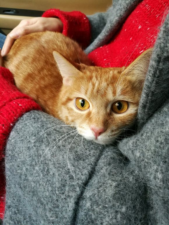 “猫瘟”其实没有想象的可怕，花四千元治愈橘猫，只因不忍放弃！