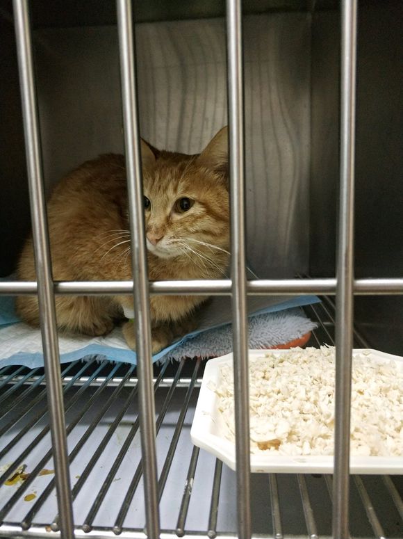 “猫瘟”其实没有想象的可怕，花四千元治愈橘猫，只因不忍放弃！