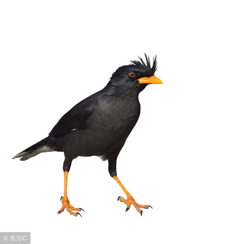 夏天八哥幼鸟也需要保温吗,八哥冬天需要鸟窝吗