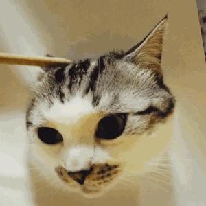 你被骗了手绘版,你被骗了简笔画