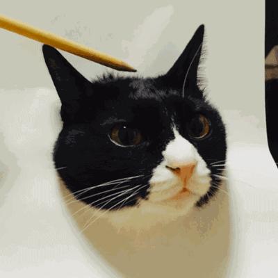 你被骗了手绘版,你被骗了简笔画