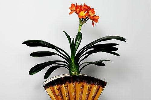 家里养君子兰的正确方法,养君子兰小窍门