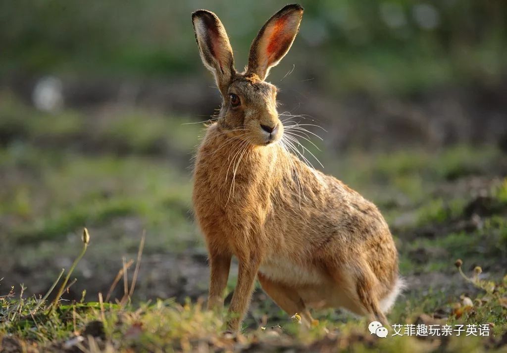 你知道今天是愚人节，可是你知道今天也是复活节吗？了解一下？