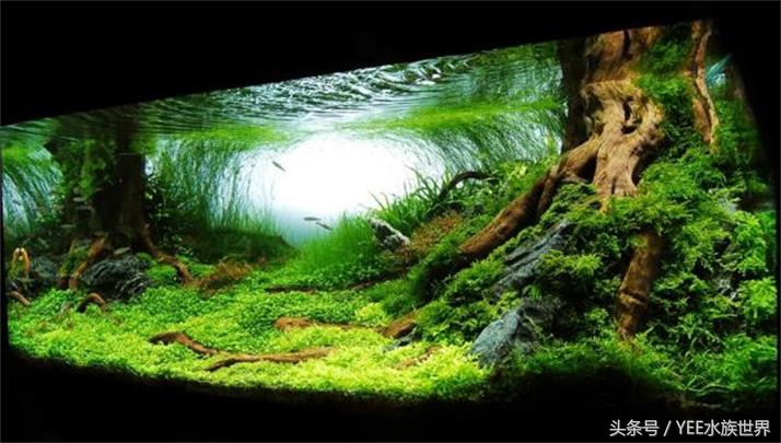 草缸二氧化碳自制还是罐装,为什么草缸需要二氧化碳