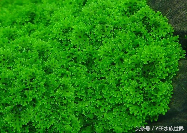 草缸二氧化碳自制还是罐装,为什么草缸需要二氧化碳