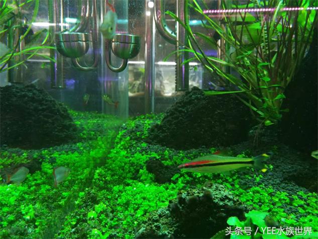 草缸二氧化碳自制还是罐装,为什么草缸需要二氧化碳