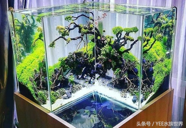 草缸二氧化碳自制还是罐装,为什么草缸需要二氧化碳