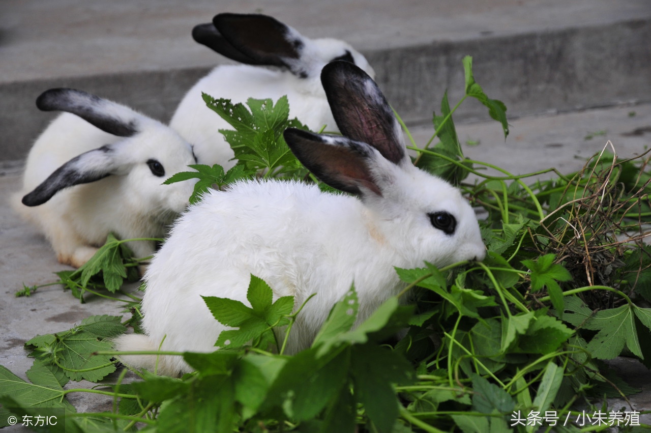 你了解你的体型吗,你了解兔子的生活习性吗