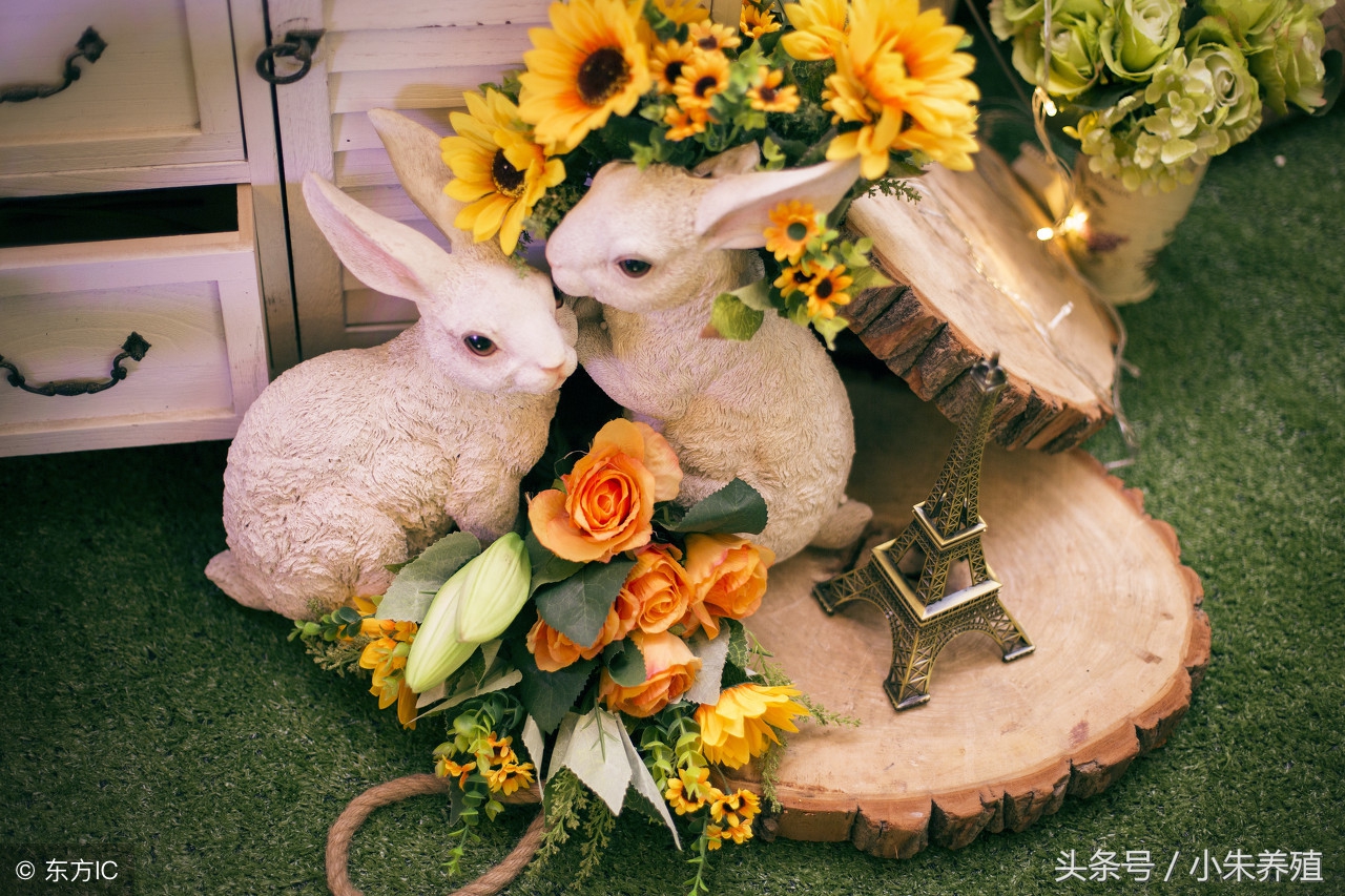 你了解你的体型吗,你了解兔子的生活习性吗