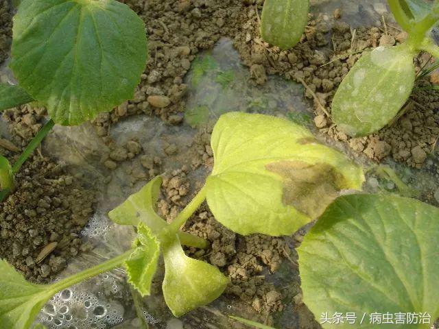 刚出苗就出现死苗怎么办,小麦枯萎发黄死苗怎么回事
