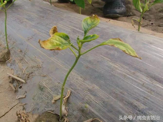 刚出苗就出现死苗怎么办,小麦枯萎发黄死苗怎么回事