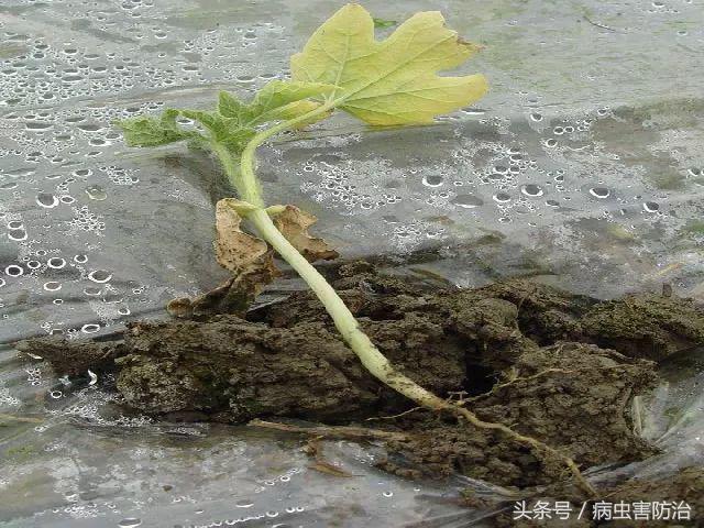刚出苗就出现死苗怎么办,小麦枯萎发黄死苗怎么回事