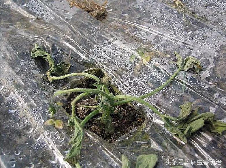 刚出苗就出现死苗怎么办,小麦枯萎发黄死苗怎么回事