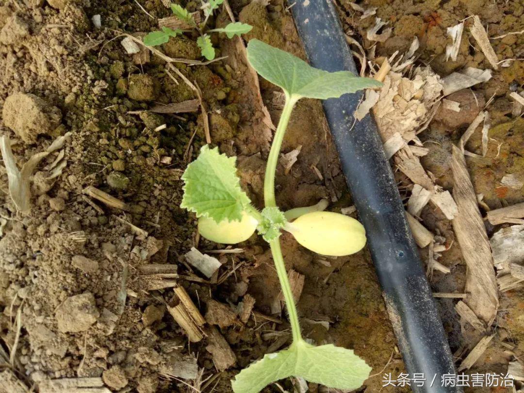 刚出苗就出现死苗怎么办,小麦枯萎发黄死苗怎么回事