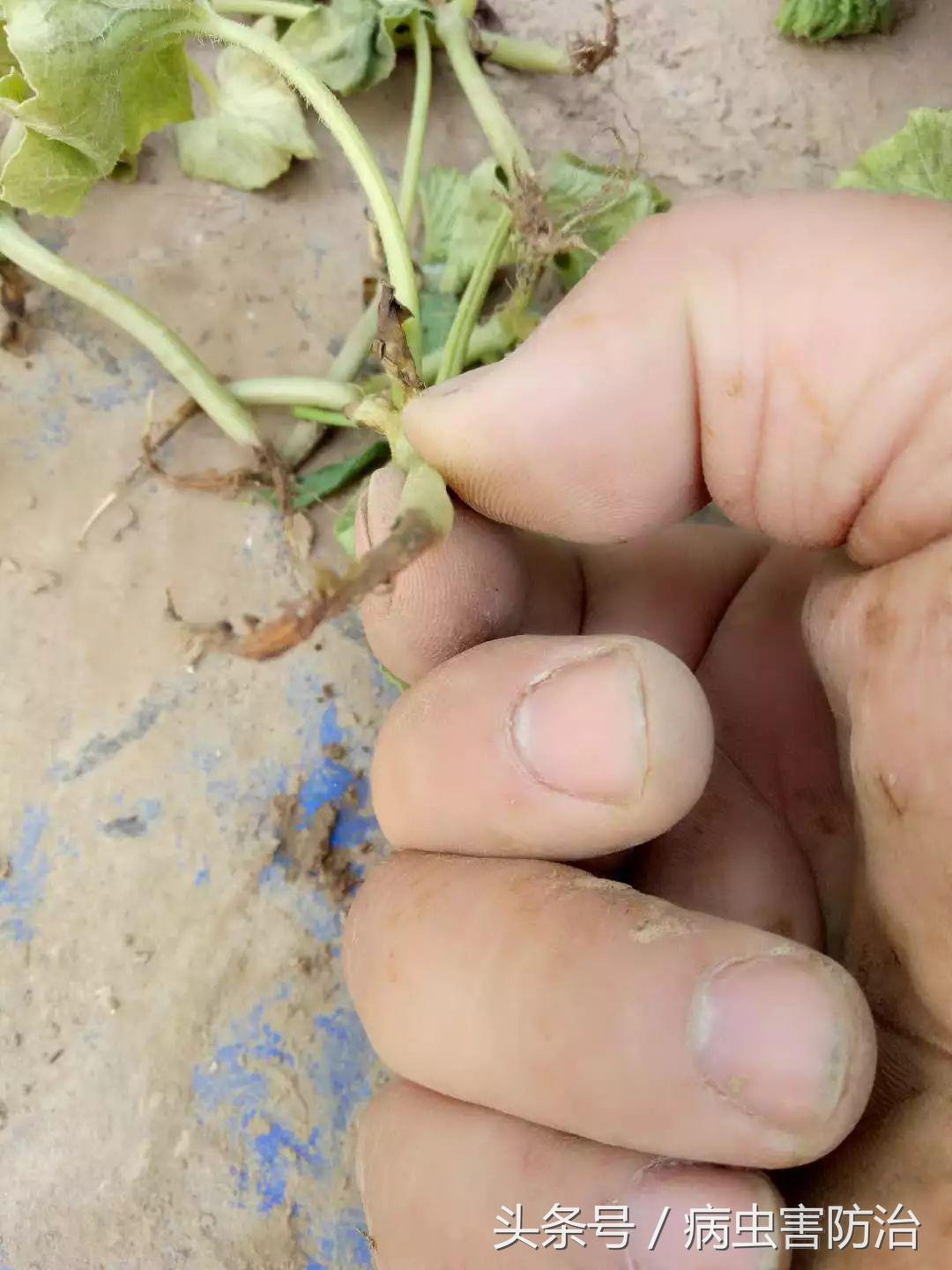 刚出苗就出现死苗怎么办,小麦枯萎发黄死苗怎么回事