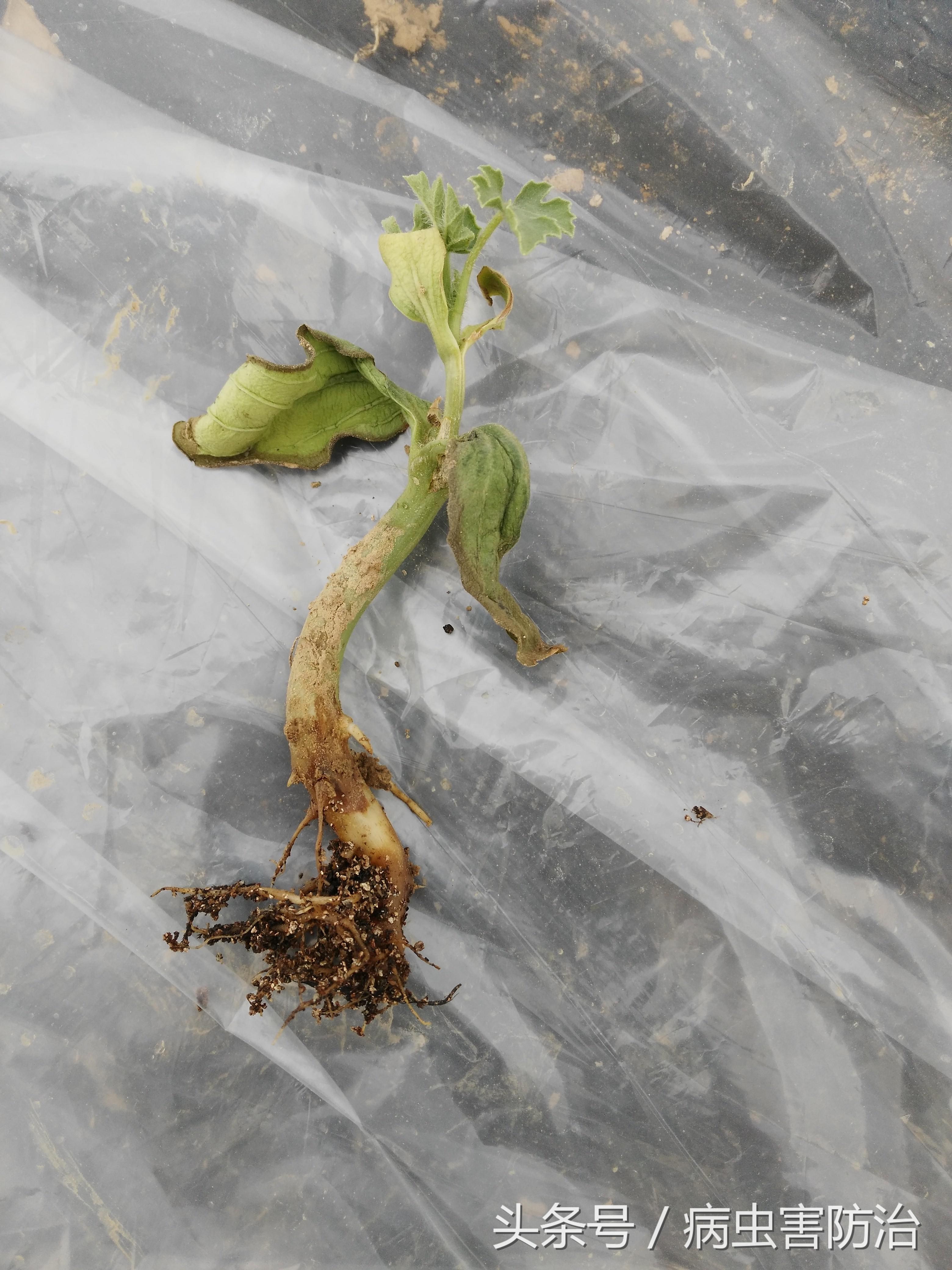 刚出苗就出现死苗怎么办,小麦枯萎发黄死苗怎么回事