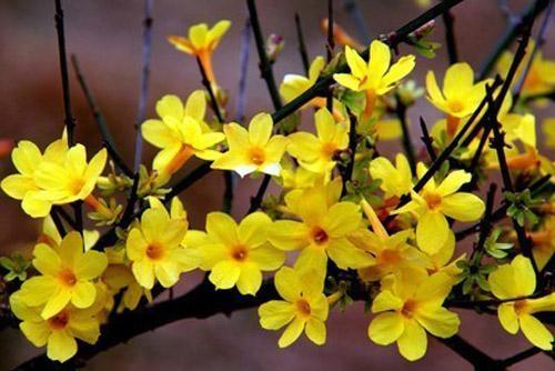 迎春花的简单养法,让迎春花冬天开花的方法