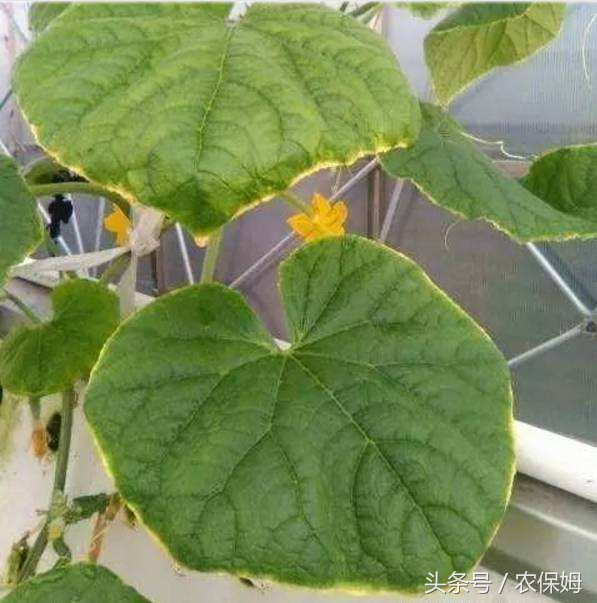 黄瓜能把下面发黄的叶子剪掉吗,黄瓜叶子发黄长斑点用什么药