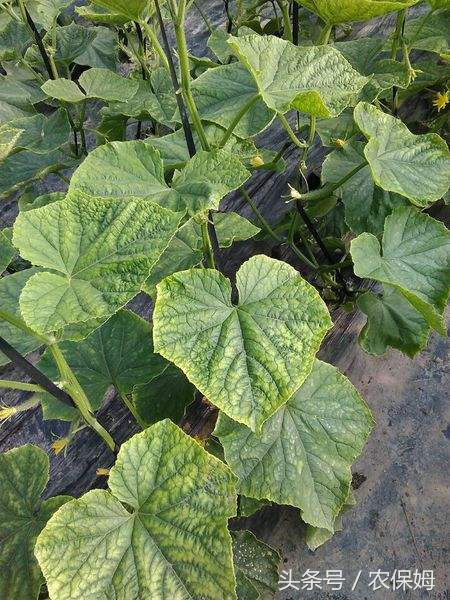 黄瓜能把下面发黄的叶子剪掉吗,黄瓜叶子发黄长斑点用什么药