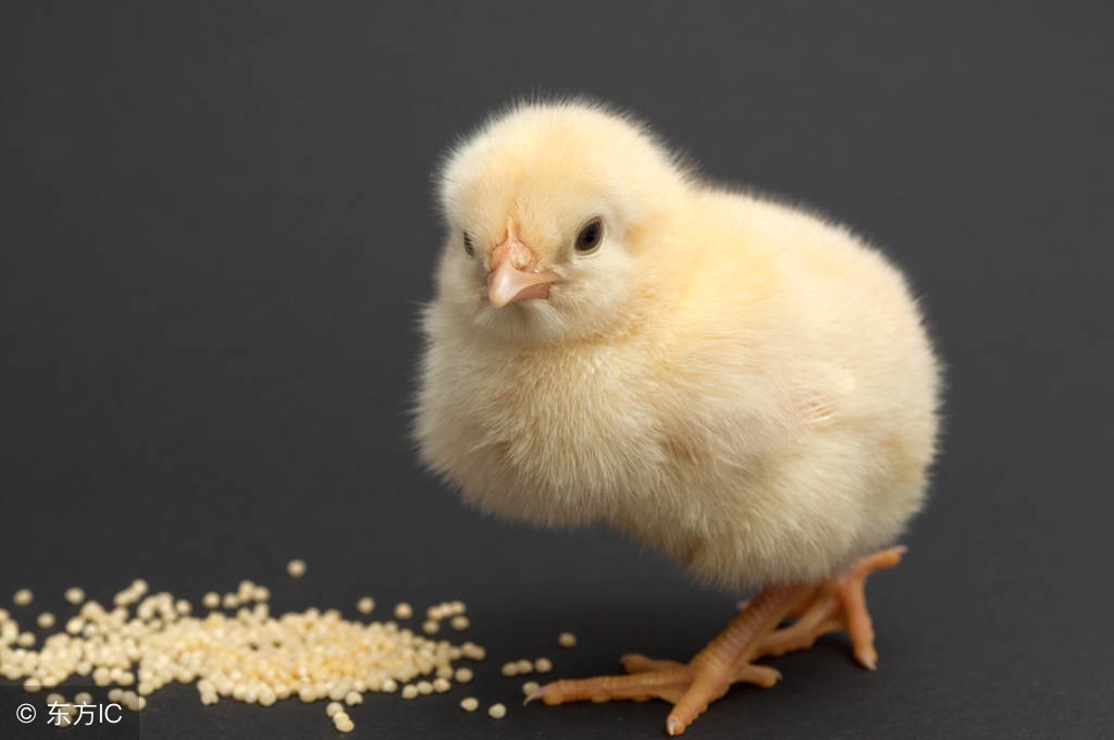 小鸡应该怎么饲养?你看他这样饲养对吗?