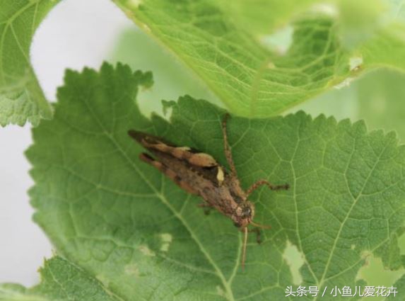 家庭养花常见虫害防治方法,家庭养花防治虫害方法有哪些