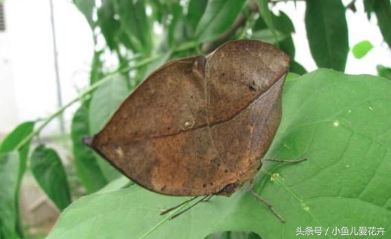 家庭养花常见虫害防治方法,家庭养花防治虫害方法有哪些