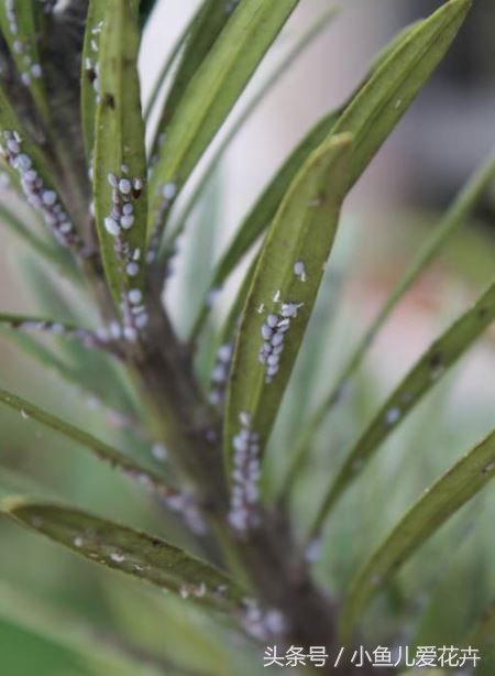 家庭养花常见虫害防治方法,家庭养花防治虫害方法有哪些