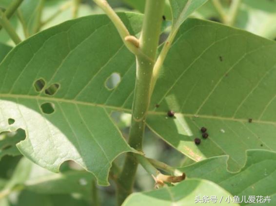 家庭养花常见虫害防治方法,家庭养花防治虫害方法有哪些