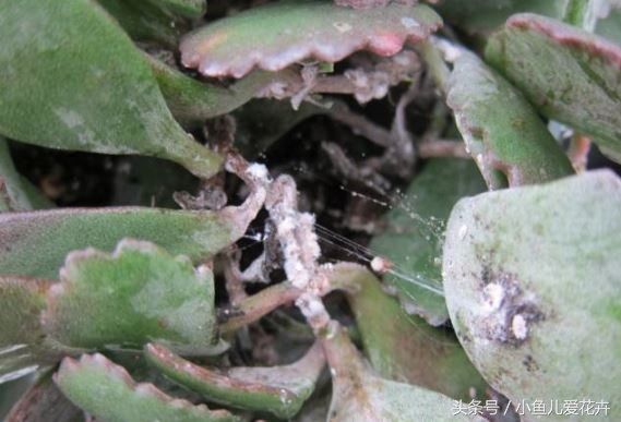 家庭养花常见虫害防治方法,家庭养花防治虫害方法有哪些