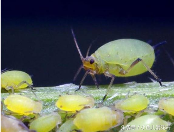家庭养花常见虫害防治方法,家庭养花防治虫害方法有哪些