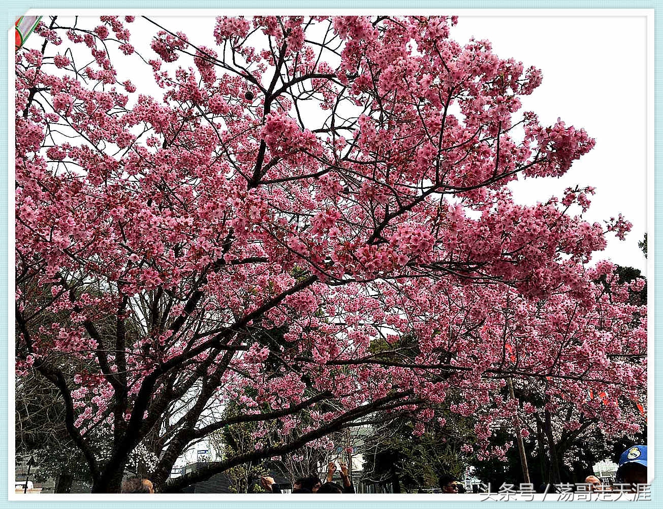 赏樱+美食+泡汤,这才是东京清明节旅游最嗨的打开模式!