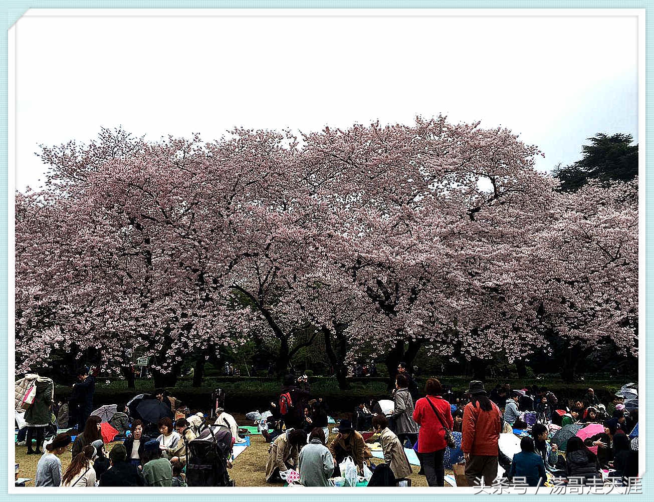 赏樱+美食+泡汤,这才是东京清明节旅游最嗨的打开模式!