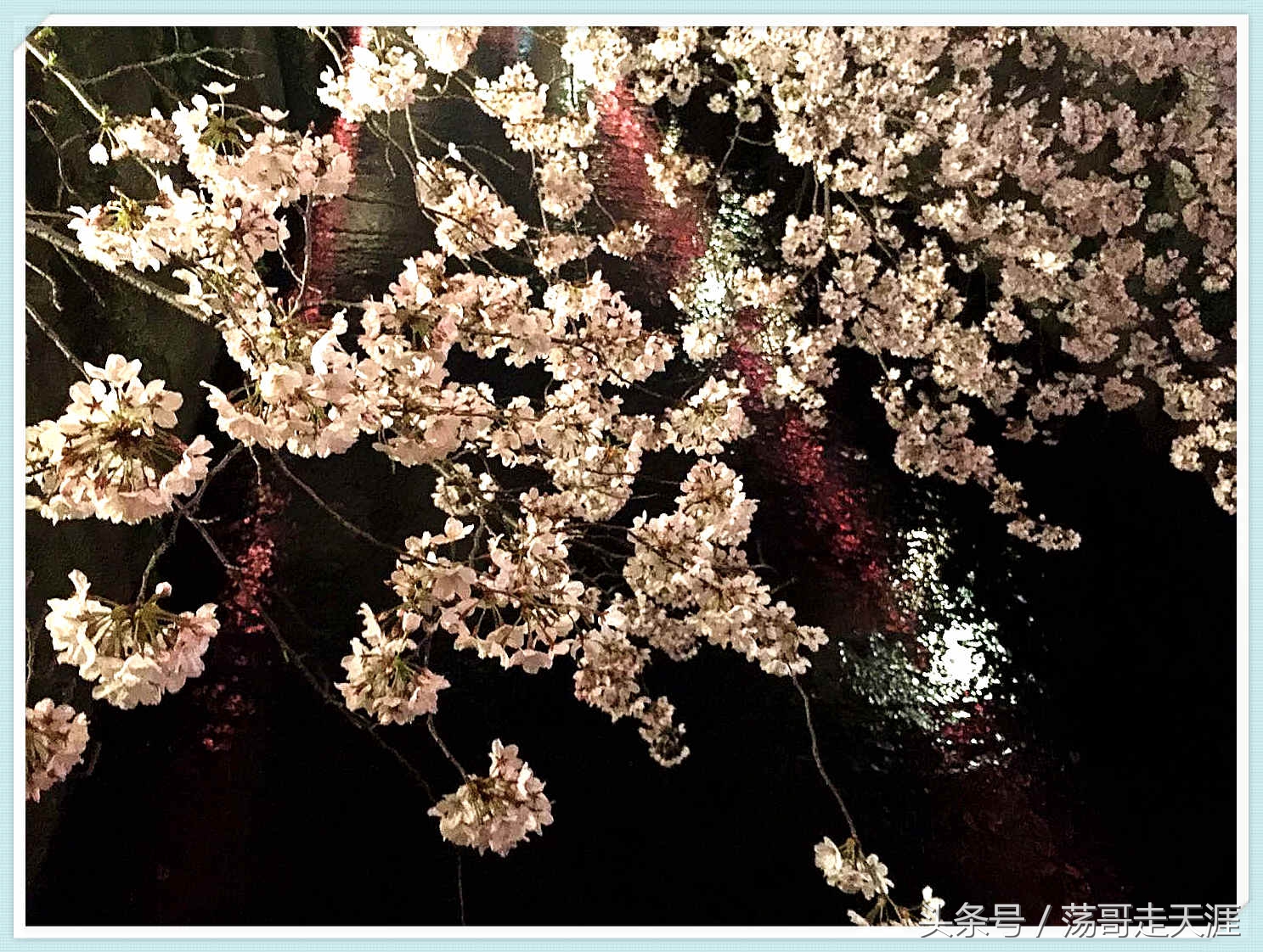 赏樱+美食+泡汤,这才是东京清明节旅游最嗨的打开模式!