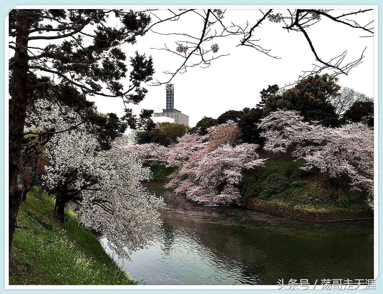 赏樱+美食+泡汤,这才是东京清明节旅游最嗨的打开模式!