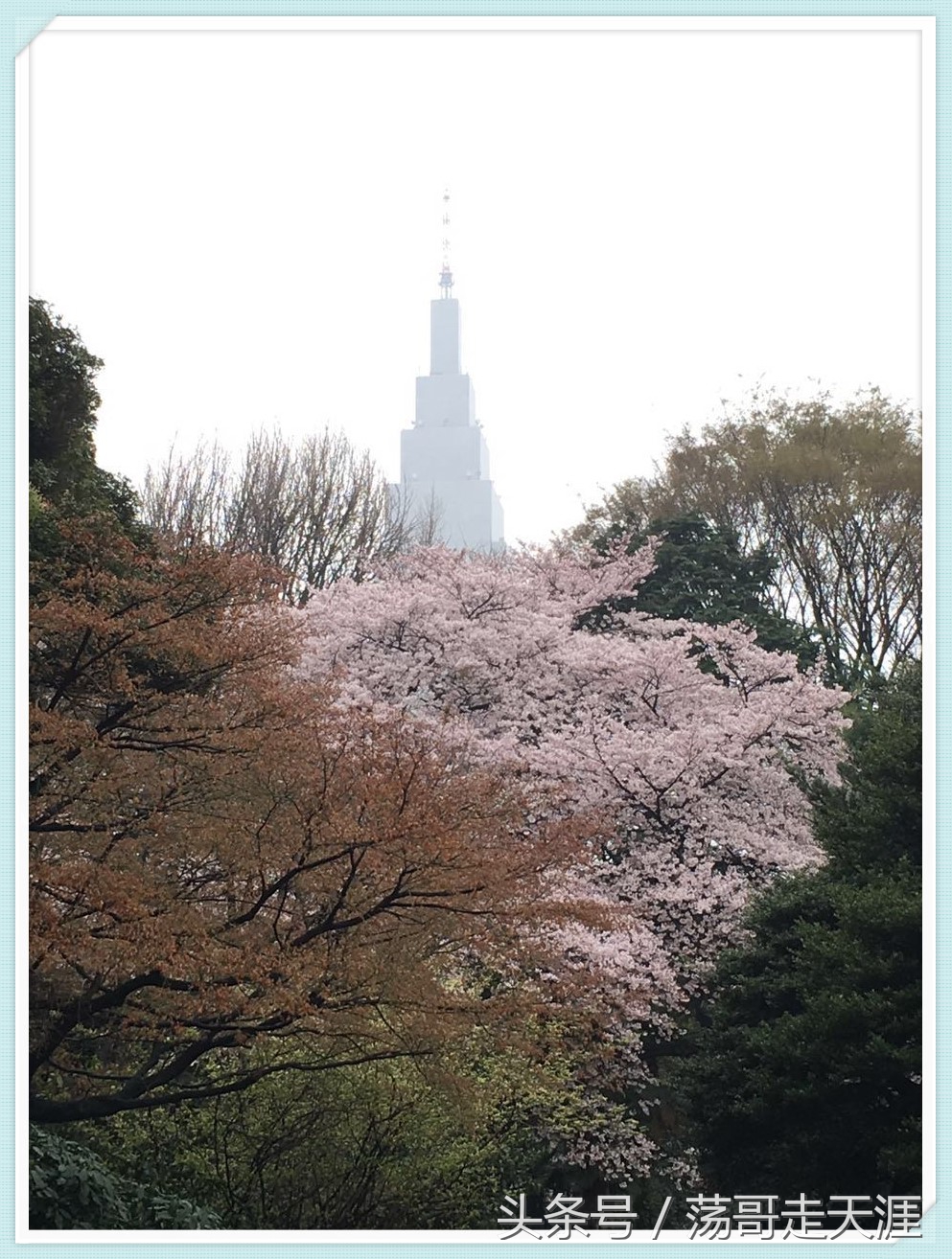 赏樱+美食+泡汤,这才是东京清明节旅游最嗨的打开模式!