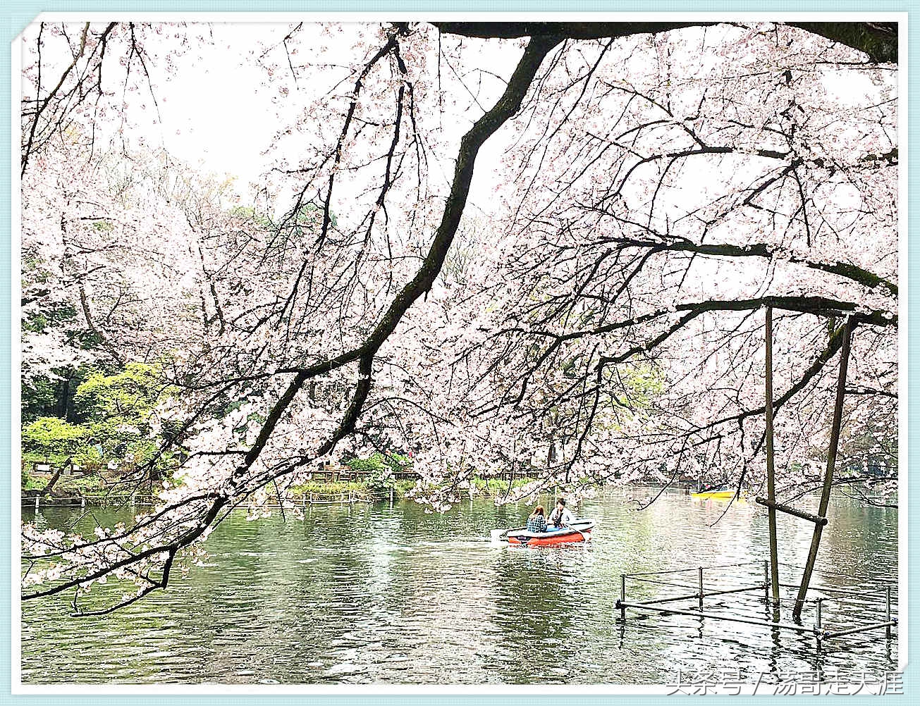 赏樱+美食+泡汤,这才是东京清明节旅游最嗨的打开模式!