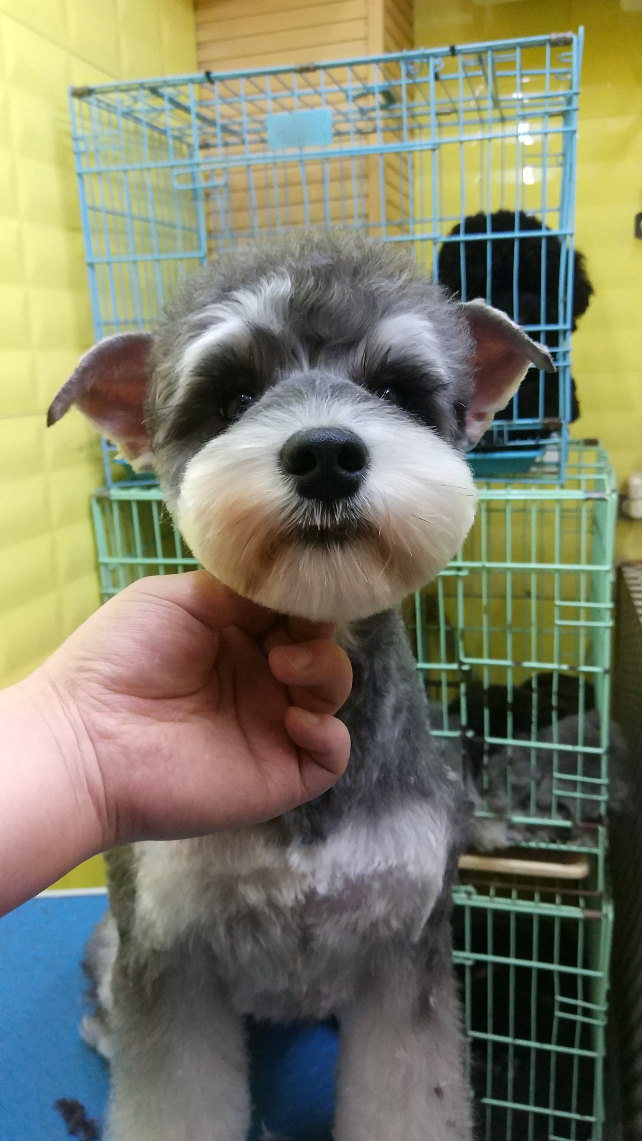 做宠物美容师真的很辛苦吗,做宠物美容师赚钱吗