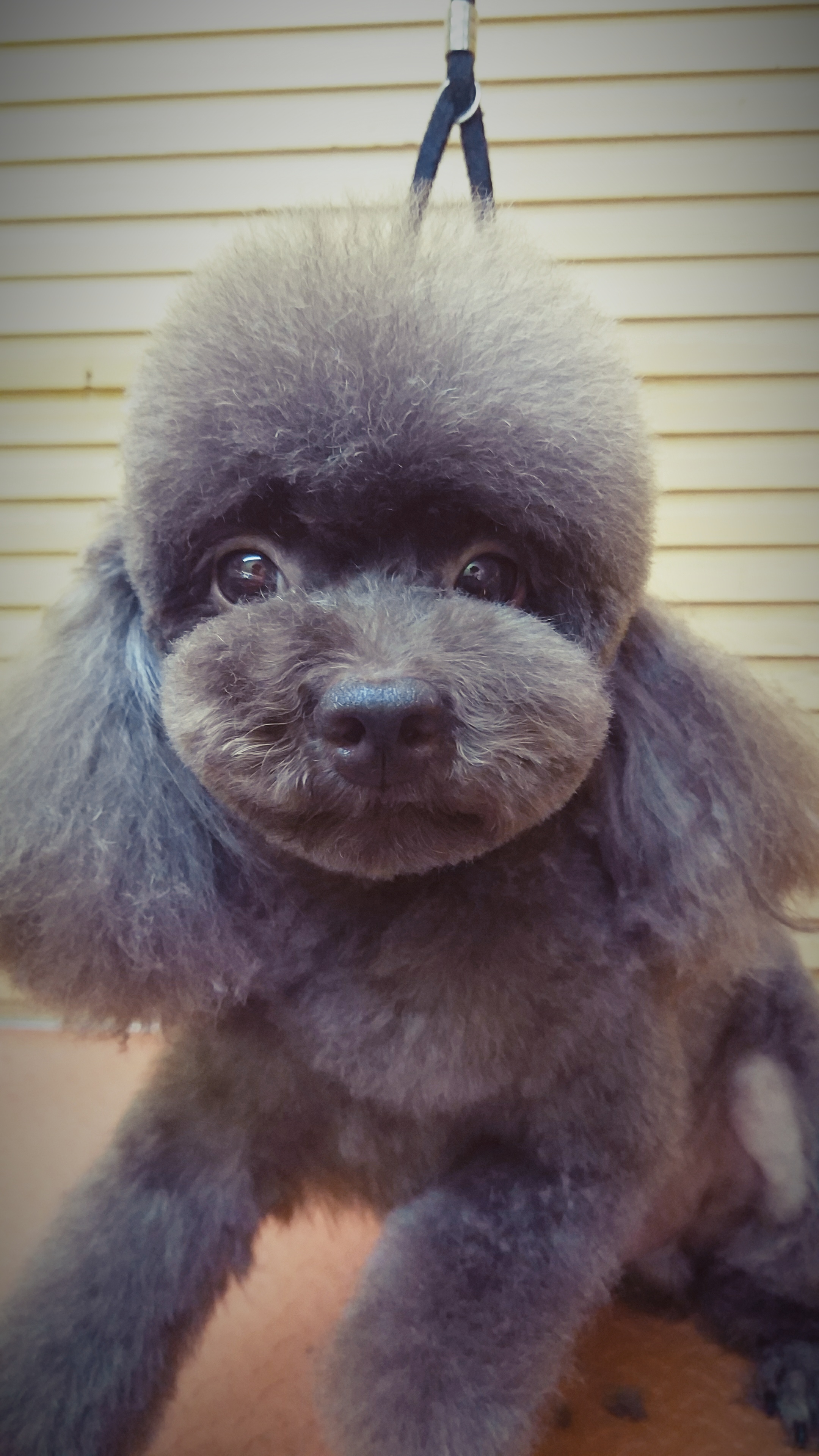 做宠物美容师真的很辛苦吗,做宠物美容师赚钱吗