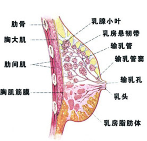 体检发现乳腺结节怎么办,体检有乳腺结节是怎么回事