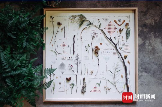 成都植物达人制作标本收藏春天