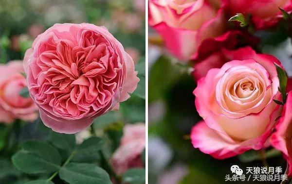 你喜欢的“MadeinChina”月季，是怎么培育出来的？