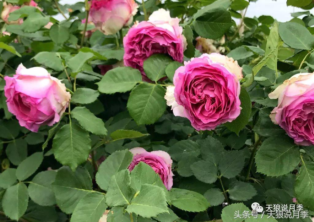 你喜欢的“MadeinChina”月季，是怎么培育出来的？