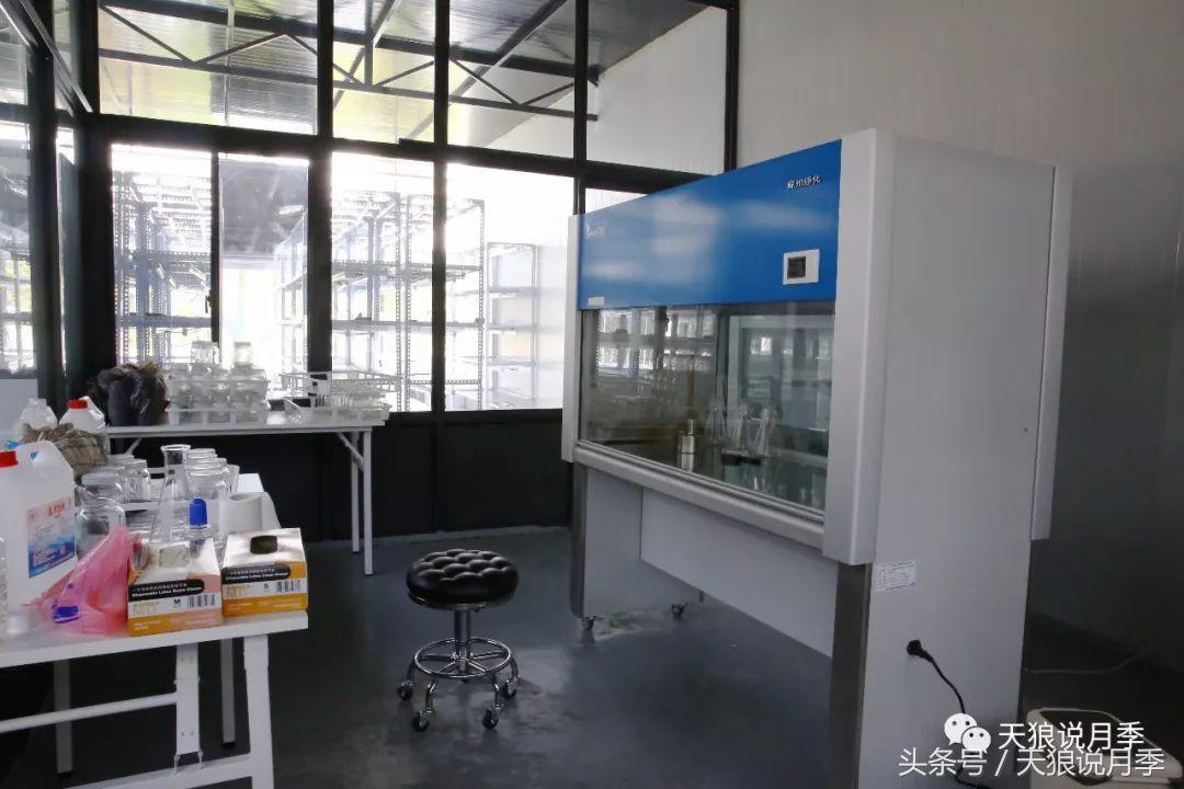 你喜欢的“MadeinChina”月季，是怎么培育出来的？