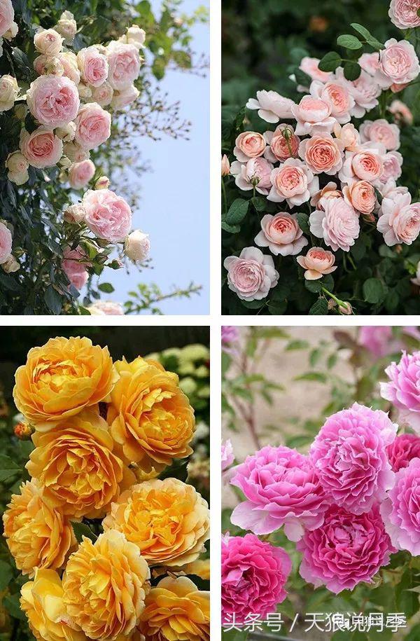 你喜欢的“MadeinChina”月季，是怎么培育出来的？