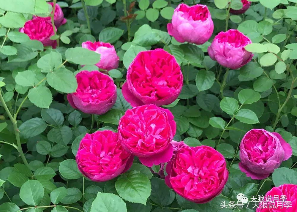 你喜欢的“MadeinChina”月季，是怎么培育出来的？