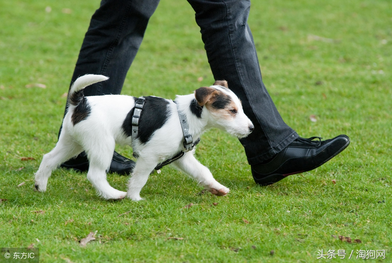 小区遛狗的正确方法,怎样正确的遛狗