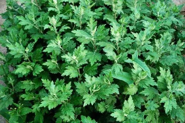 清明前后吃它竟胜过人参,可惜很多人还不知道!