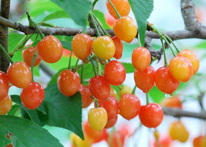 樱桃为什么一次性不能多吃,马上到吃樱桃的季节